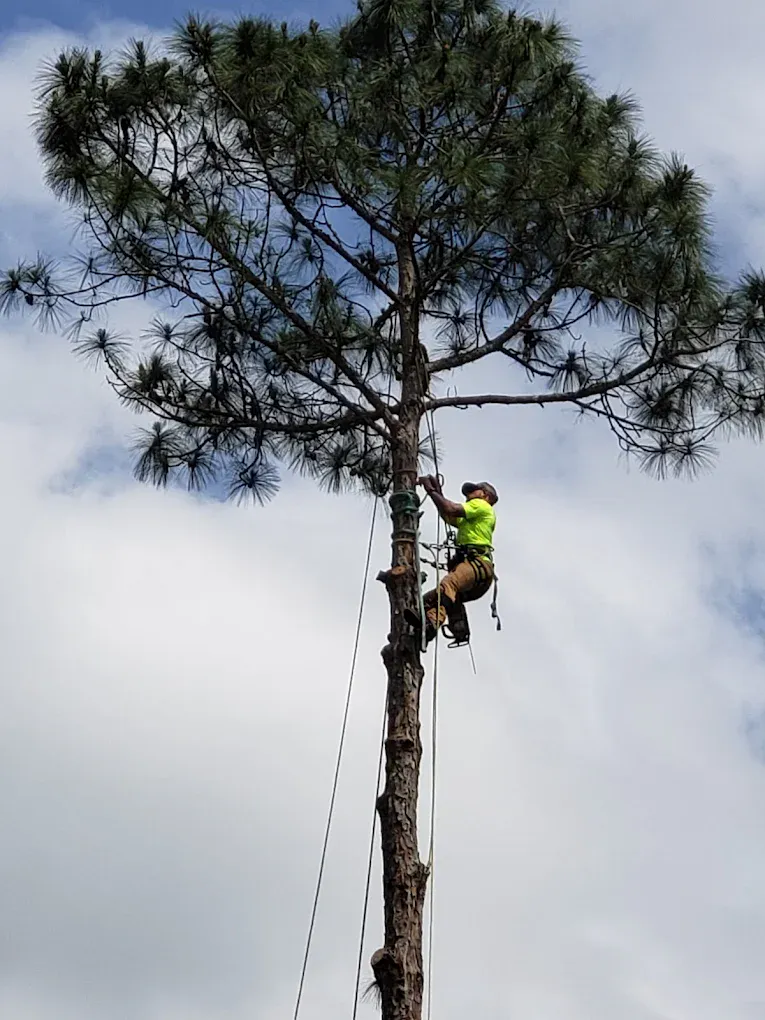 A climber in a high-visibility shirt roped into the top of a tall pine, taking it down in sections.