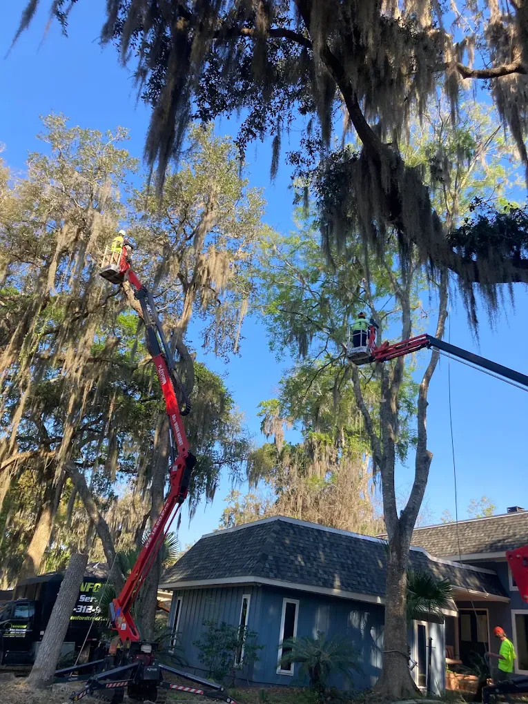 Two red tracked spider lifts extended high into Spanish-moss-covered live oaks above a blue-gray house, with crew members in high-visibility shirts working from the baskets.