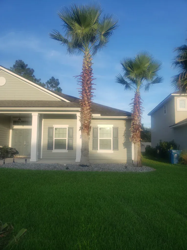 Two freshly trimmed sabal palms in front of a house with a clean, undamaged lawn.